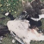 What Happens If You Accidentally Hit a Goose