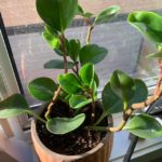 Why Does My Car Smell Like Maple Syrup