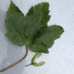 Are Helicopter Seeds Safe for Dogs