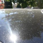 How to Prevent Tree Sap on Car
